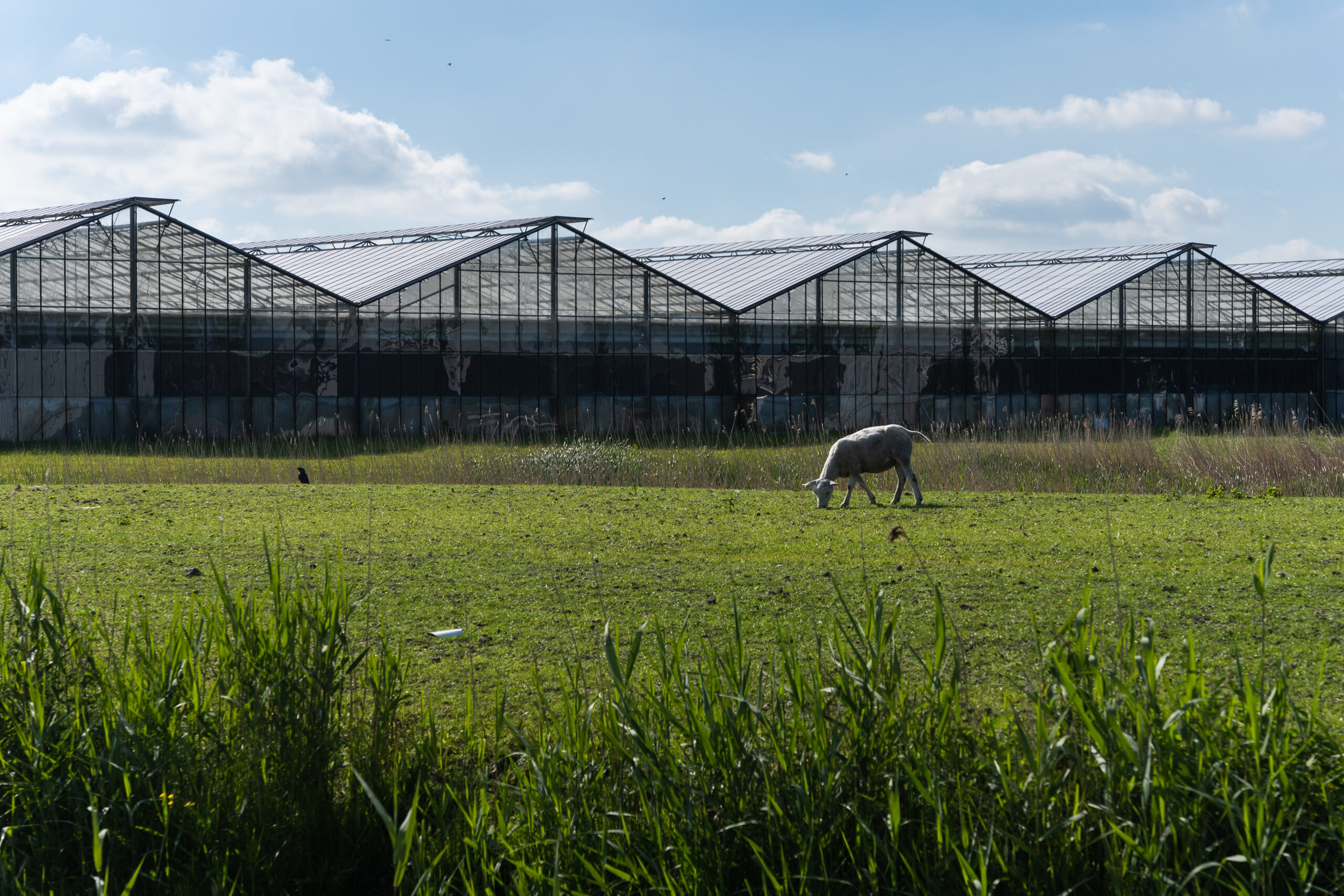 Glastuinbouwgebied Alton