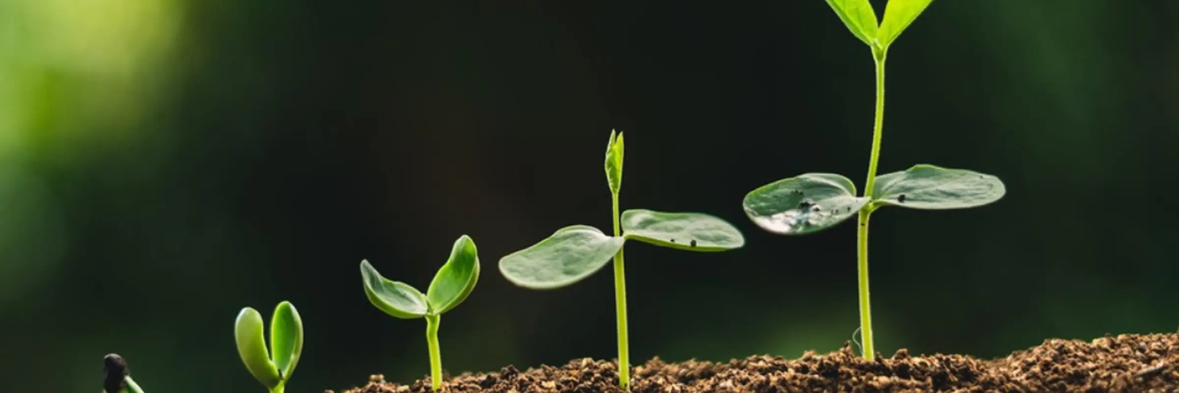 biobased-innovatie-hub-wegwijzer