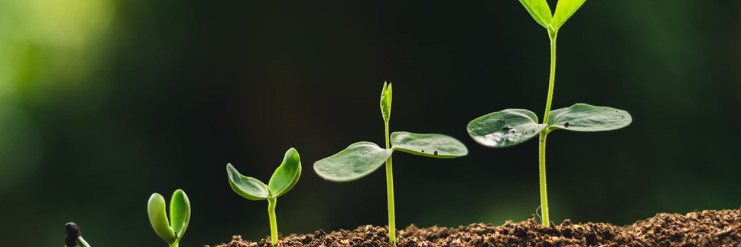 biobased-innovatie-hub-wegwijzer